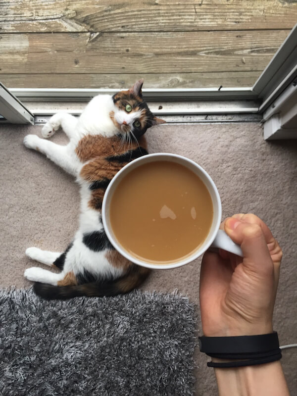 a cup of coffee held over a cat