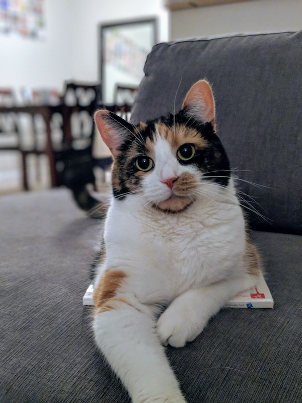 calico cat on a couch