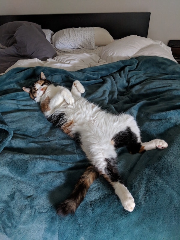 cat laying belly-up on a bed