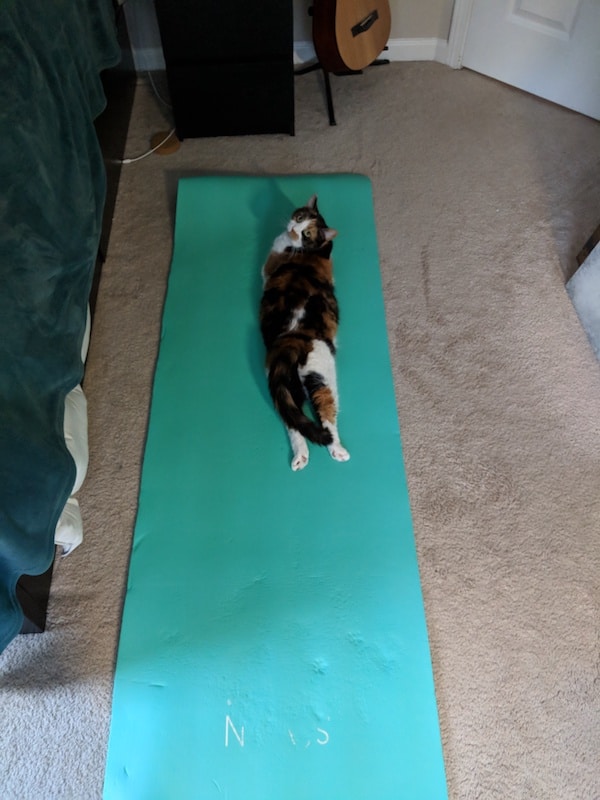 cat on a yoga mat