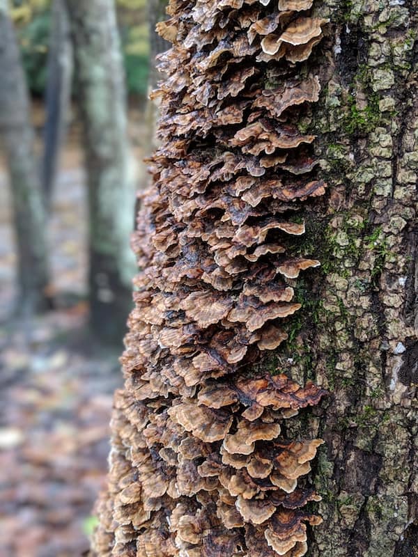 a tree with mushrooms