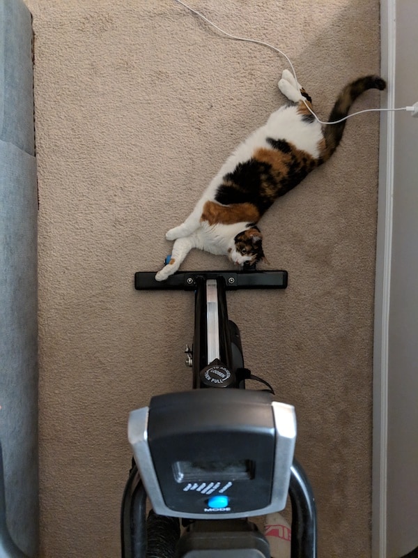 cat laying in front of an exercise bike