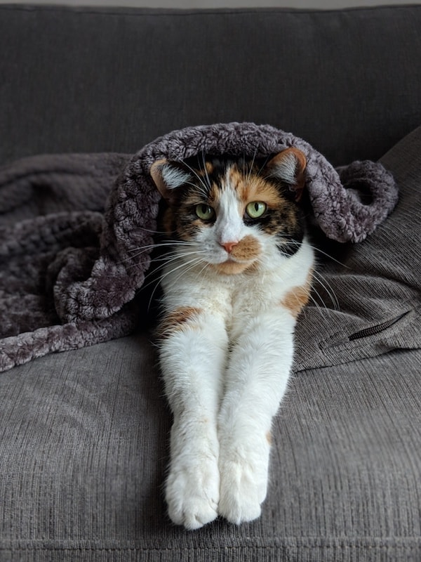 calico cat under a blanket