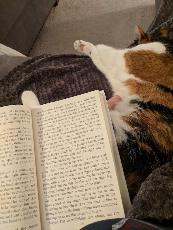 Book, cat, blanket