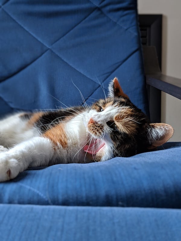 a calico cat yawning on a blue chair