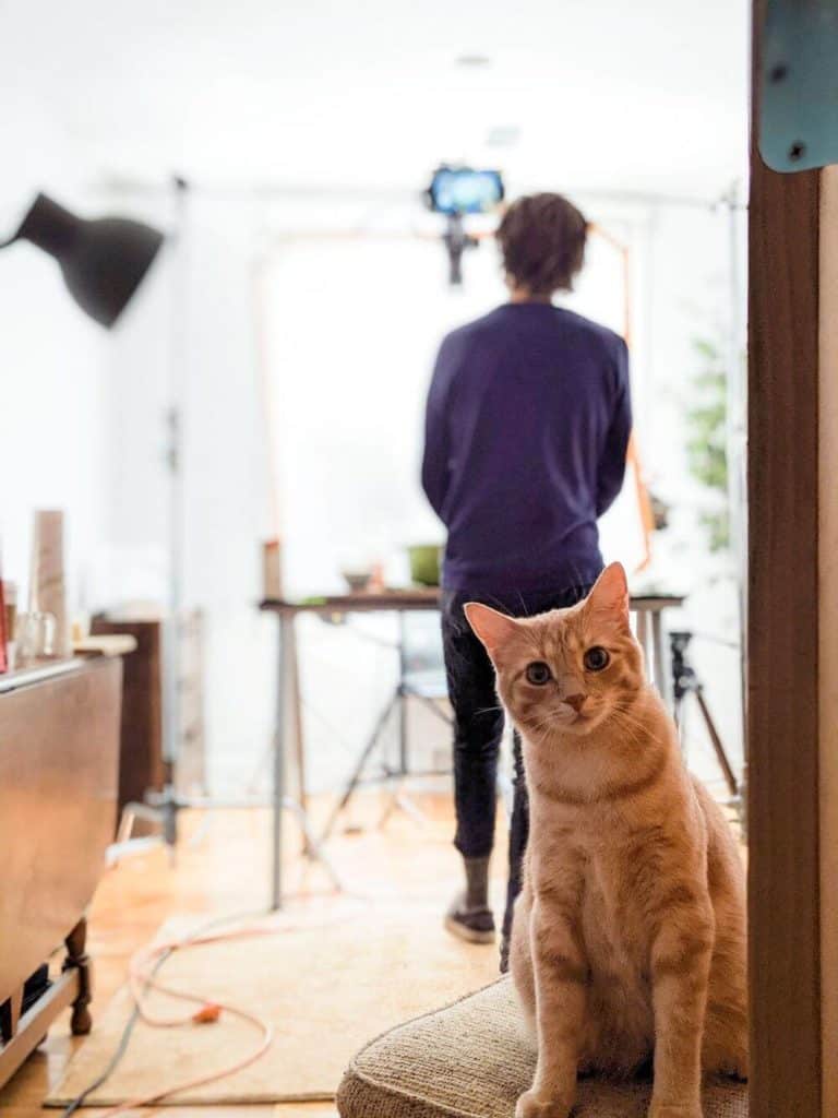 A cat looking into the camera as a boy stands in the background shooting a video