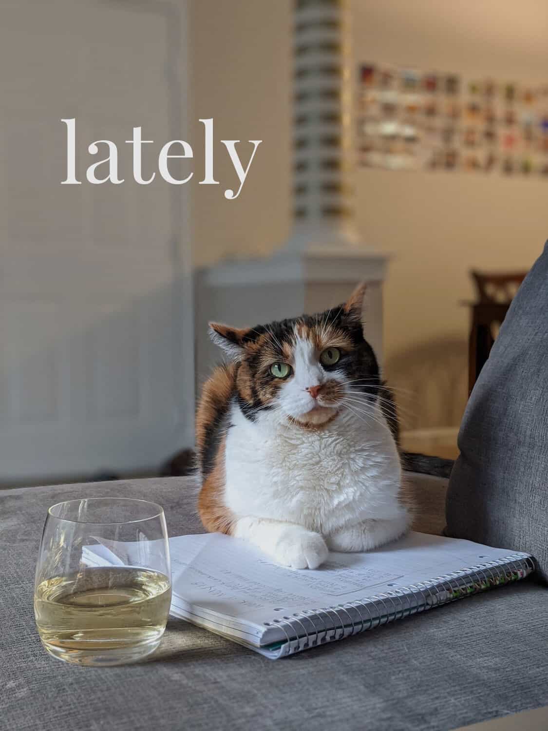 a calico cat laying on a notebook with a glass of wine in front of her