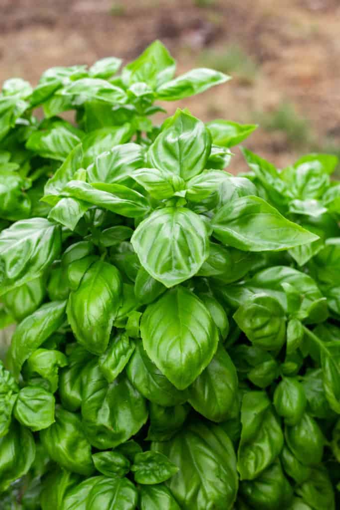 a basil plant outdoors